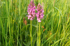 Gevlekte orchis