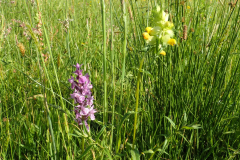 Gevlekte orchis met  grote ratelaar