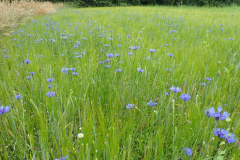 Bloemrijke akkerrand