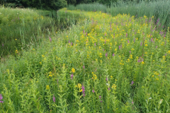 Bloemrijk talud poel terrein D'n Leeg'n Könningsstool