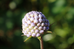 Blauwe knoop