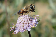 Blauwe knoop met blinde bij