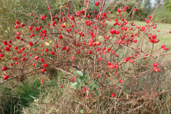 Bottels van de hondsroos
