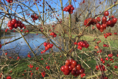 Bessen van de Gelderse roos