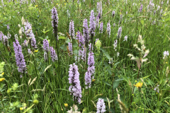 Gevlekte orchis