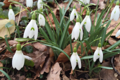 Sneeuwklokje op de Ruitenburgerschans, Woold