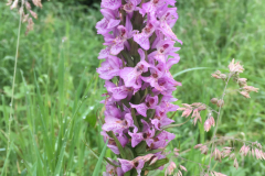 Gevlekte orchis