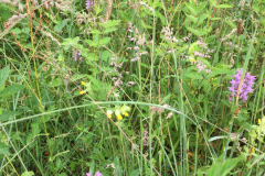 Bloemrijke akkerrand