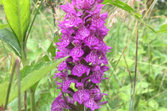 Gevlekte orchis