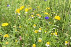 Bloemrijke akkerrand met gele ganzenbloem, echte kamille en korenbloem