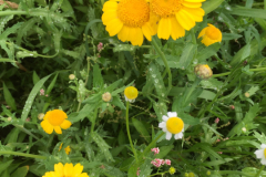 Bloemrijke akkerrand