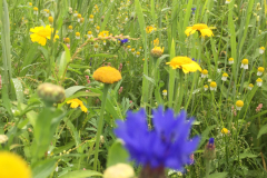 Bloemrijke akkerrand met gele ganzenbloem, echte kamillen en korenbloem