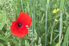 Bloemrijke akkerrand