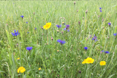 Bloemrijke akkerrand