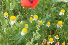 Bloemrijke akkerrand