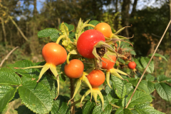 Bottels  van de rimpelroos (niet autochtoon) 