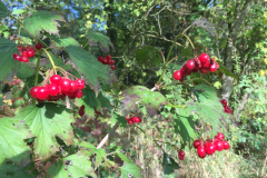 Bessen van de Gelderse roos