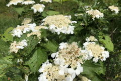 Bloemscherm van de  Gelderse roos