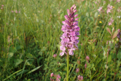 Gevlekte orchis