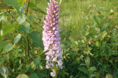 Gevlekte orchis