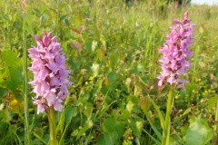 Gevlekte orchis
