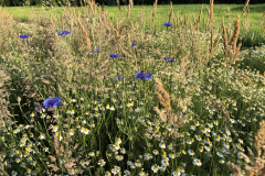 Bloemrijke akkerrand