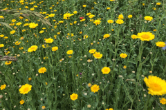 Bloemrijke akkerrand