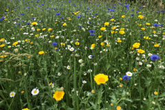 BlBloemrijke akkerrand met gele ganzenbloem, wilde margriet, echte kamille en korenbloem