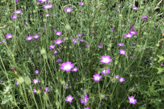 Bloemrijke akkerrand met bolderik