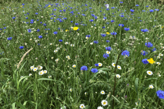 Bloemrijke akkerrand met wilde margriet, korenbloem en gele ganzenbloem 