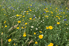 Bloemrijke akkerrand