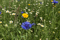 Bloemrijke akkerrand