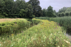 Bloemrijk talud van een poel met moeraswederik en kattestaart