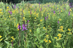 Bloemrijk talud van een poel met moeraswederik en kattenstaart