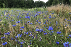 Bloemrijke akkerrand met korenbloem