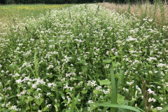 Bloeiende boekweit Sieverinks es Ruurlo