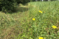 Akkerrand met gele ganzenvoet