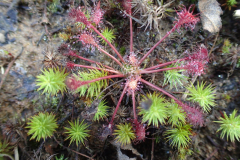 Zonnedauw terrein Horstermaat, Brinkheurne