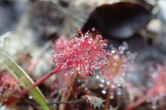 Kleine zonnedauw terrein Horstermaat, Brinkheurne