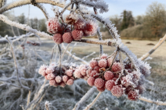 Bevroren bessen van de Gelderse roos. Pestvogels zijn er gek op