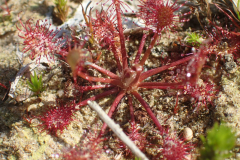 Kleine zonnedauw terrein Horstermaat, Brinkheurne
