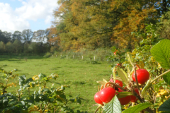 Bottels van de  rimpelroos (niet autochtoon) 
