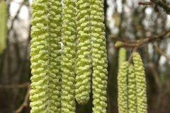 Katjes van de hazelaar