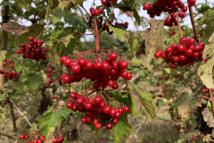 Bessen van de Gelderse roos