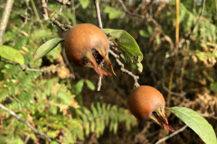 Vrucht van de wilde mispel