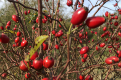 Bottels van de hondsroos 