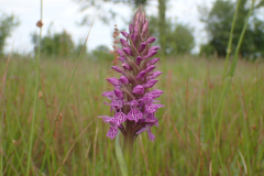 Gevlekte orchis