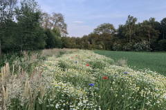 Bloemrijke akkerrand Sieverinkses Ruurlo