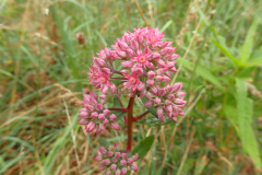 Vetkruid