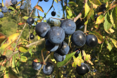 Vruchten van de sleedoorn